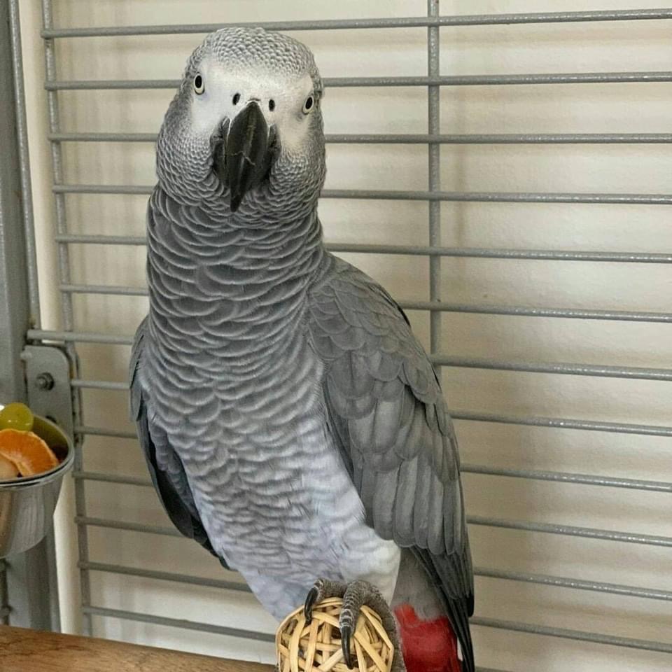 Photo of African grey parrots available